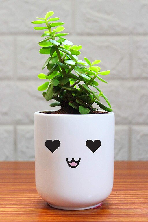 Good Luck Jade Plant In Love Emoji White Ceramic Pot
